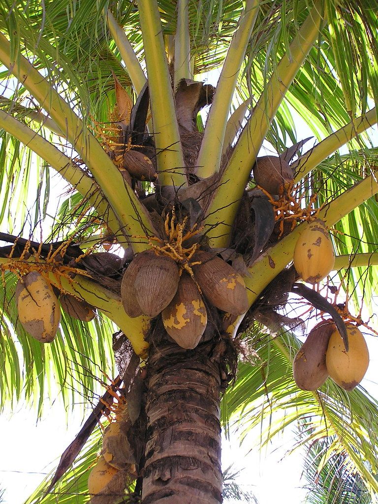 Coconut